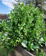 Cascadia Snap Pea Seeds