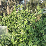 Cascadia Snap Pea Seeds