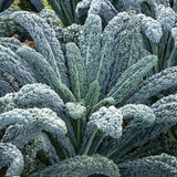 Black Magic Lacinato (Dinosaur) Heirloom Kale Seeds