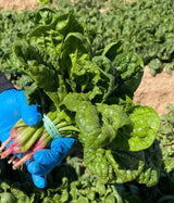 Bloomsdale Long Standing Spinach Heirloom Non-GMO Seeds