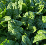 Bloomsdale Long Standing Spinach Heirloom Non-GMO Seeds
