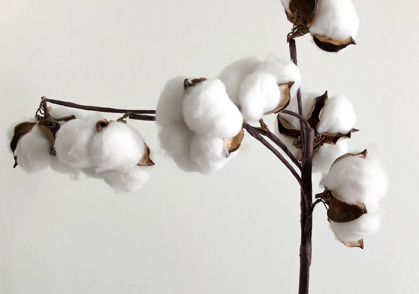Why Organic Cotton is the Best Fabric For Your Baby