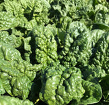 Bloomsdale Long Standing Spinach Heirloom Non-GMO Seeds