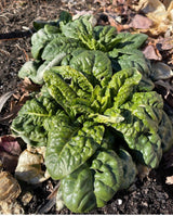 Bloomsdale Long Standing Spinach Heirloom Non-GMO Seeds