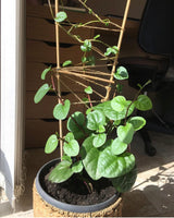 Red Malabar Spinach Seeds
