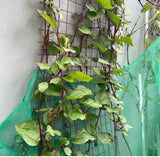 Red Malabar Spinach Seeds